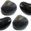 Behr Trendex Mini Carp Shells, 6 Stuks! -Visgerei Te Koop 5175a1e2b8dcbf91