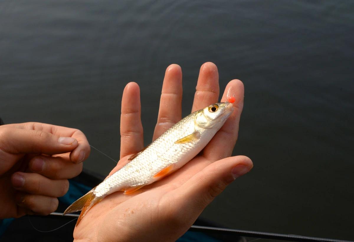 Cresta Spaghetti Balls Blood Red 6 Cresta Spaghetti Balls Blood Red - Afbeelding 4